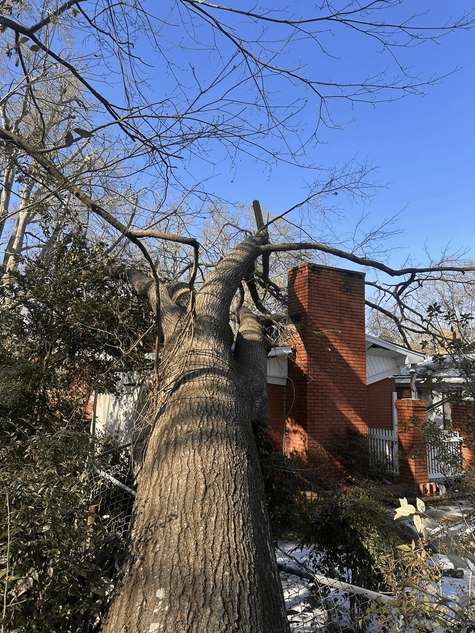 Large tree fallen against a house near a brick chimney