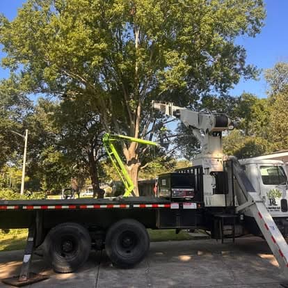 Crane truck and bucket truck working a large tree