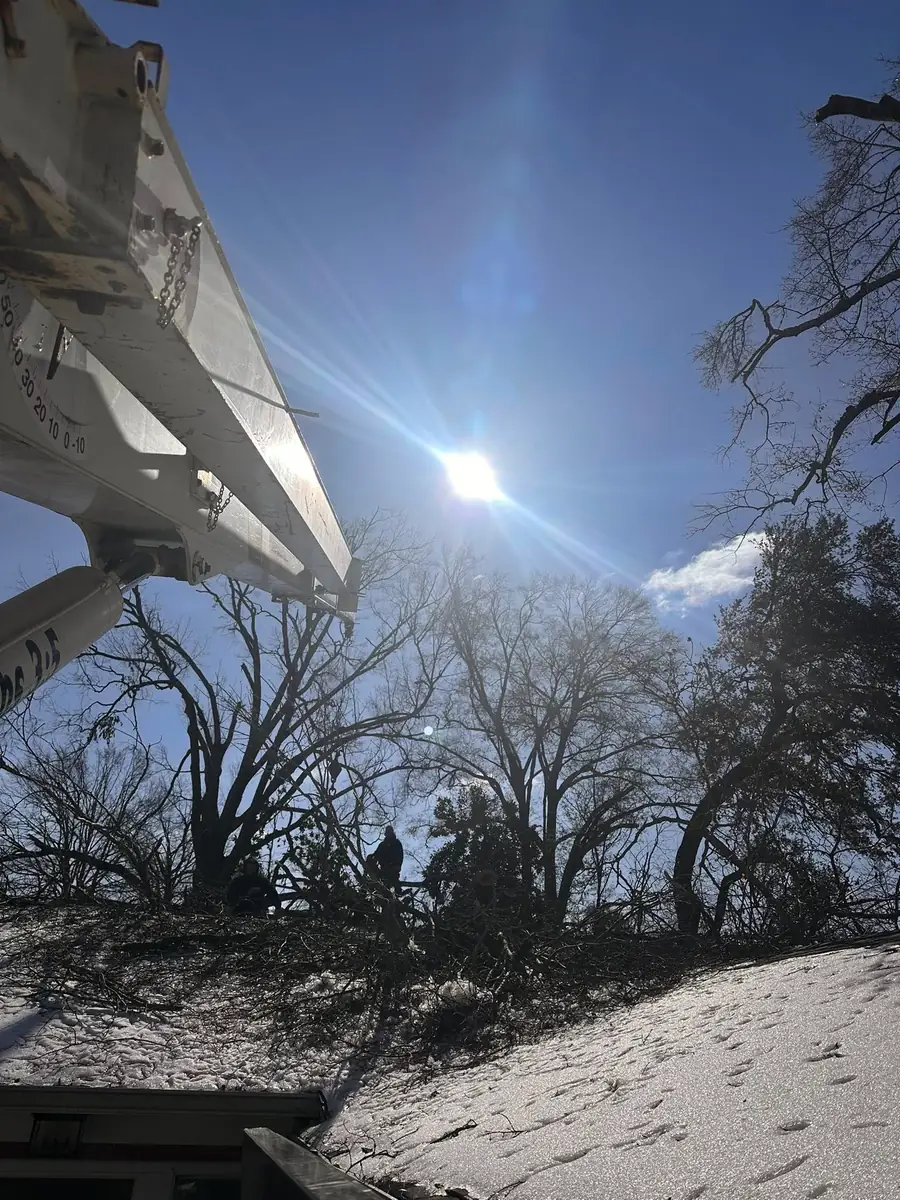 Tree removal in progress with crew and equipment